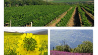 جذابیت‌های گردشگری کشاورزی در استان قزوین هدف گذاری شده است