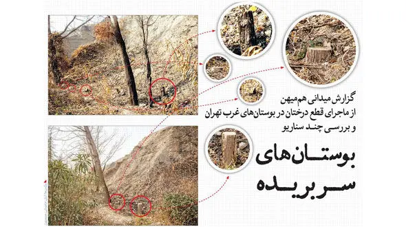 ماجرای قطع درختان در بوستان های غرب تهران چیست؟