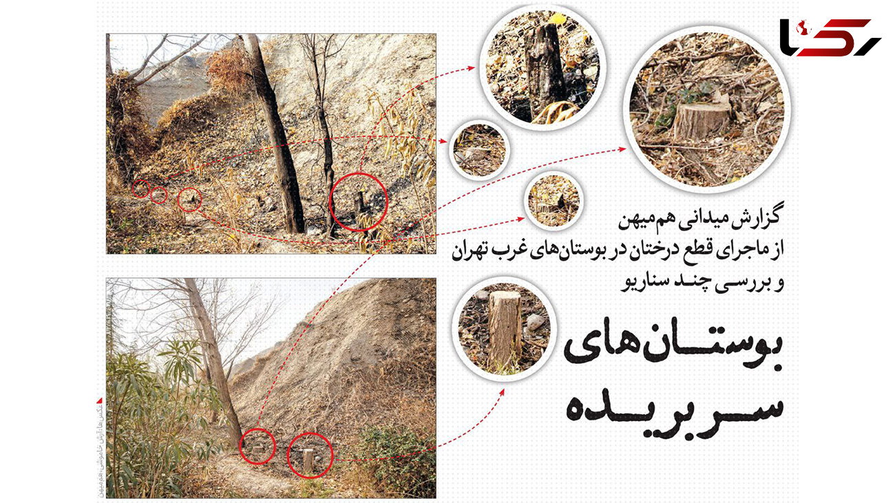 ماجرای قطع درختان در بوستان های غرب تهران چیست؟