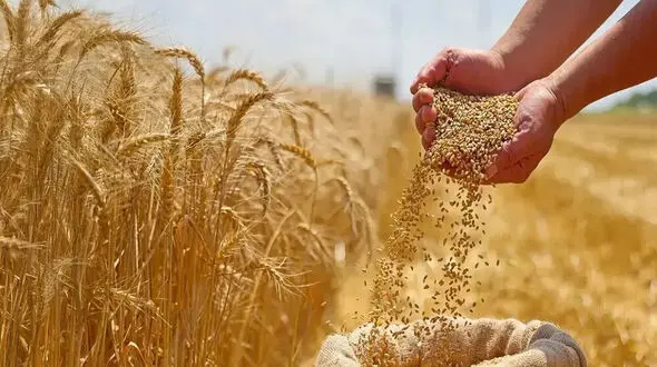 گندم ۸۵ هزار تومان می‌شود؟ / پیشنهاد رسمی تشکل‌های کشاورزی به دولت