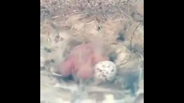 تعطیلی پروژه به خاطر خانه سازی کبوتر +فیلم