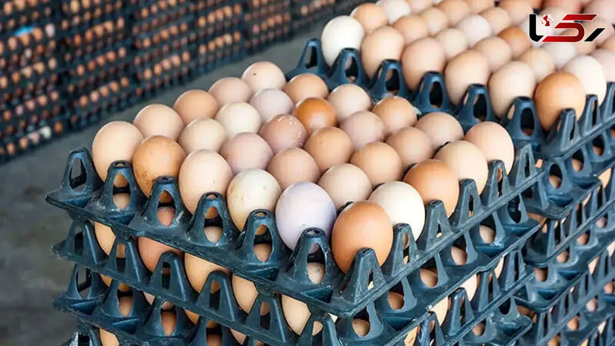 لغو ممنوعیت صادرات تخم‌مرغ + جزئیات تصمیم جدید