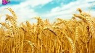 خرید تضمینی ۸ هزارتن گندم از کشاورزان سرخسی در تعاونی ها