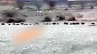 فیلم حمله گراز های وحشی به شهر میناب + علت 