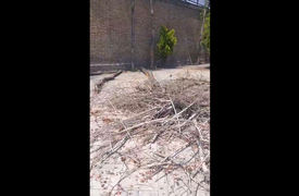علت قطع درختان در منطقه 7 تهران چیست؟ + فیلم