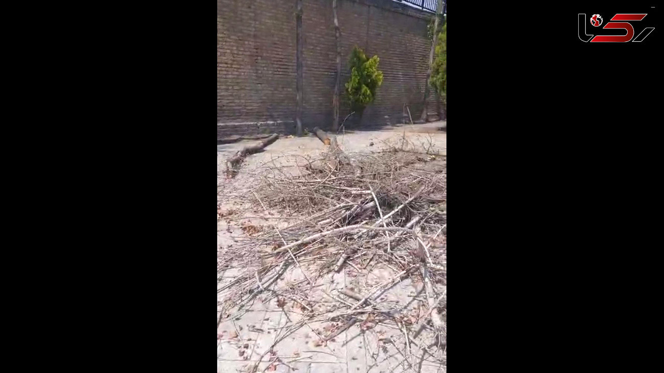 علت قطع درختان در منطقه 7 تهران چیست؟ + فیلم