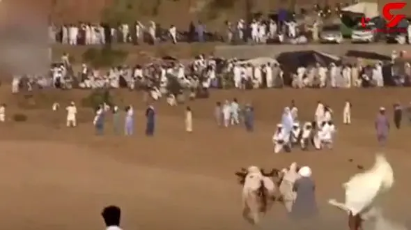برگزاری نوعی مسابقه عجیب گاوبازی در پاکستان! +فیلم 