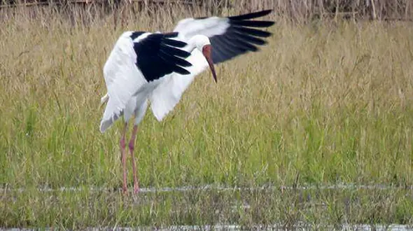 درنا برای دهمین سال به تنهایی به ایران مهاجرت کرد+ عکس