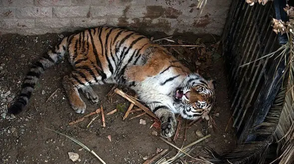  34  هزار امضا برای تعطیلی باغ وحش های غیراستاندارد در ایران 