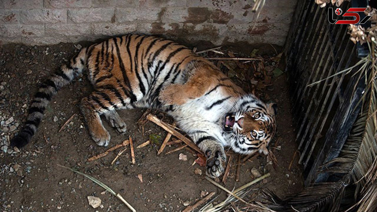  34  هزار امضا برای تعطیلی باغ وحش های غیراستاندارد در ایران 