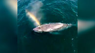 خلق رنگین کمان توسط نهنگ ها را دیده اید؟ + فیلم