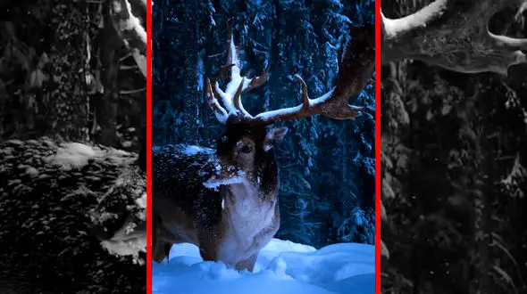 فیلم جلوه خاص گوزن در برف سفید