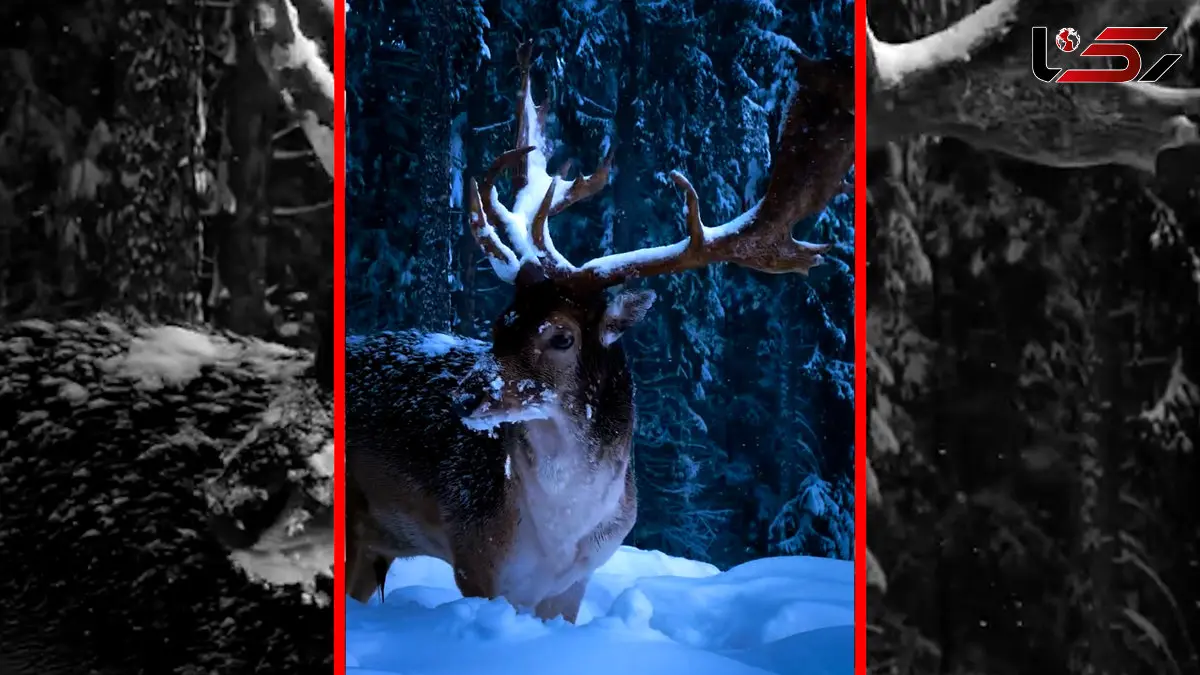 فیلم جلوه خاص گوزن در برف سفید