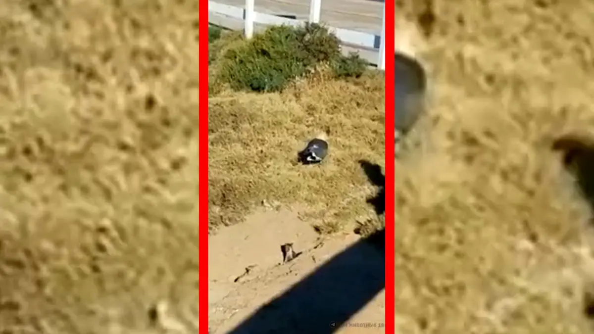 فیلم تلاش نافرجام سنجاب‌ برای نجات جفتش