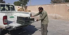 60 طوطی در گرمای  زاهدان پشت یک وانت