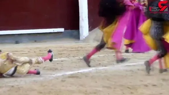 فیلم لحظه از پای در آوردن گاو وحشی که در میدان مسابقه برنده شده بود+فیلم