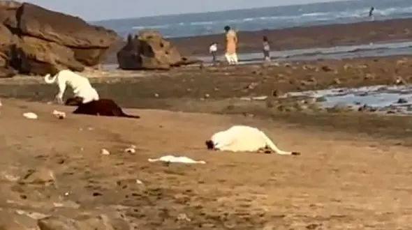 گوسفندان را زنده زنده در خلیج فارس انداختند / فیلمی اسفناک از مرگ گوسفندان بی گناه