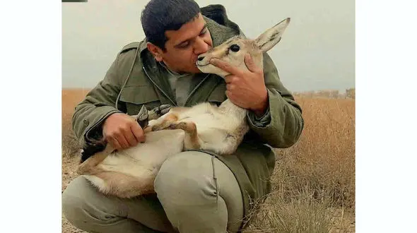 بوسه محیط بان بر گونه آهوی اسیر شده / عکس