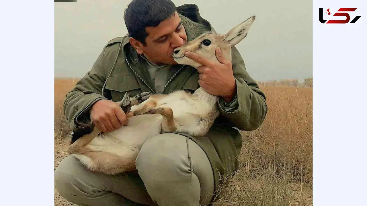بوسه محیط بان بر گونه آهوی اسیر شده / عکس