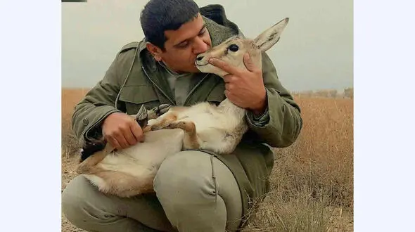 بوسه محیط بان بر گونه آهوی اسیر شده / عکس