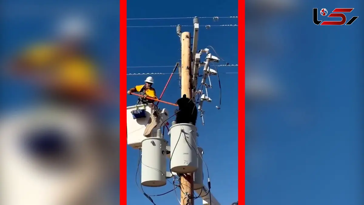 فیلم اقدام شجاعانه تکنسین برای نجات خرس