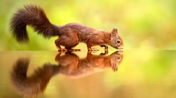 ببینید / درخواست آب سنجاب تشنه از توریست ها + فیلم 