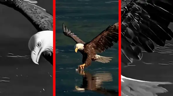 فیلم لحظه بیرون کشیدن ماهی از آب توسط عقاب