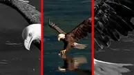 فیلم لحظه بیرون کشیدن ماهی از آب توسط عقاب