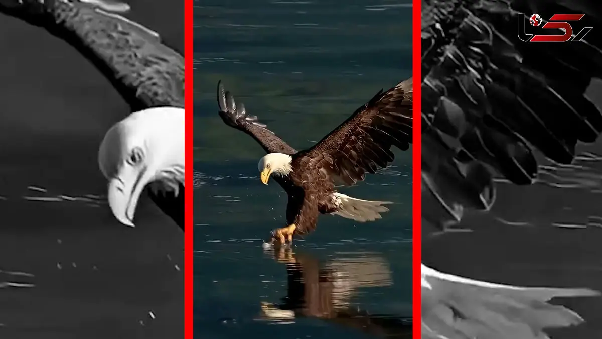 فیلم لحظه بیرون کشیدن ماهی از آب توسط عقاب