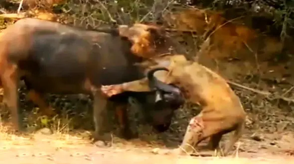 مرگ دلخراش شیر هنگام شکار بوفالو + فیلم