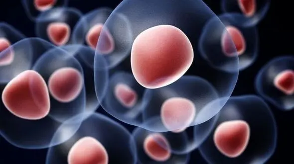 درمان بیماری های قرنیه با سلول های بنیادی