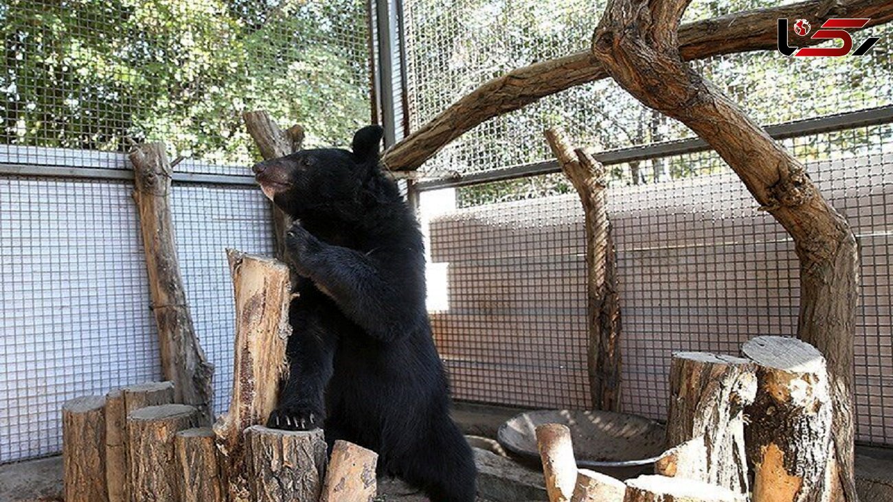 آخرین خبرها از توله خرس سیاه که از دست قاچاقچیان نجات یافت / "لالین" در پارک پردیسان تهران + عکس 