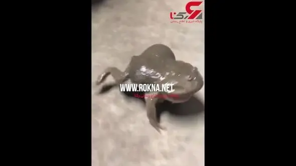 قورباغه جیغ جیغو+فیلم