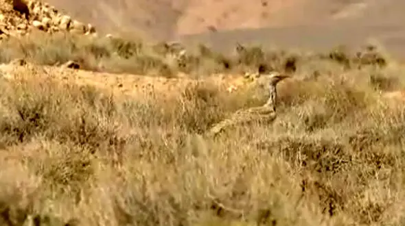 فیلم مشاهده هوبَره کمیاب در حیات وحش خوش ییلاق