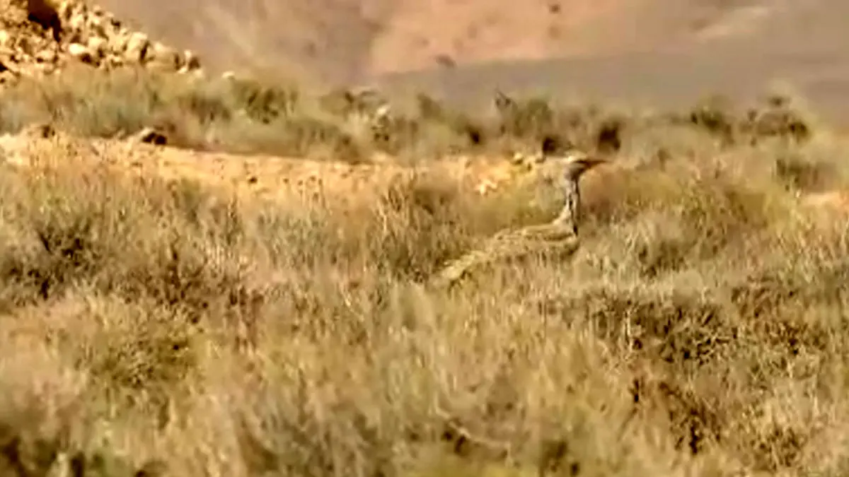 فیلم مشاهده هوبَره کمیاب در حیات وحش خوش ییلاق