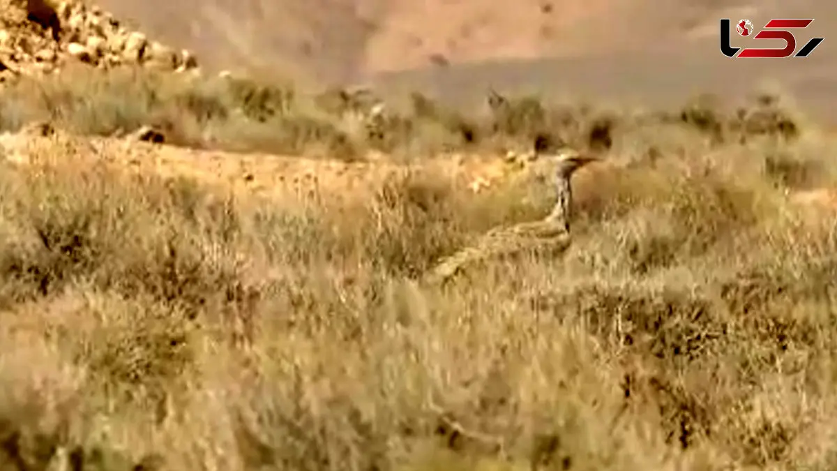 فیلم مشاهده هوبَره کمیاب در حیات وحش خوش ییلاق