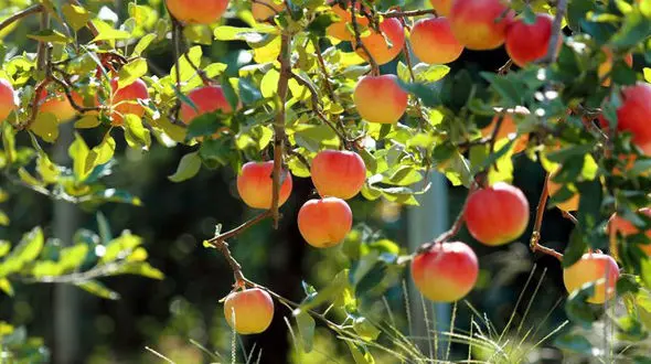 توصیه‌های هواشناسی کشاورزی برای روزهای ابتدایی شهریور 