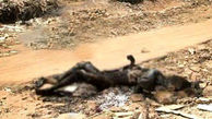 معمای کشف جسد سوخته در جاده روستایی در گلستان + عکس 