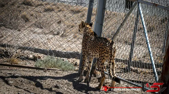شترها پوشش گیاهی زیستگاه یوزپلنگ ها را می‌بلعند و غذا برایشان باقی نمی‌گذارند / جمعیت شترها بیش از ۲۰ برابر ظرفیت طبیعی منطقه است + فیلم