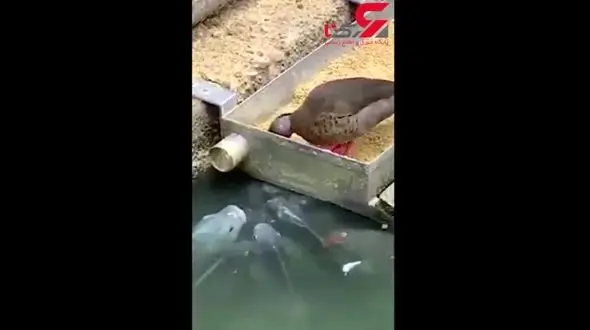 اقدام سخاوتمندانه یک اردک با ماهی ها +فیلم