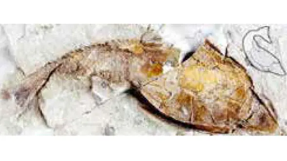 کشف فسیل 400 میلیون ساله ماهی