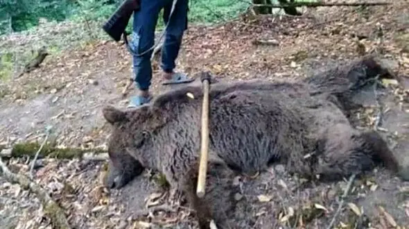 شکارچی خرس قهوه ای در گلستان بازداشت شد / او در کنار شکارش عکس گرفته بود! + عکس