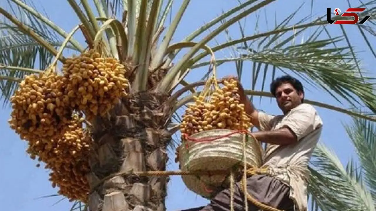 عکس/ خلاقیت خنده دار باغدار ایرانی برای دست نزدن به خرماهای درختش با نوشتن نامه تهدیدآمیز حماسه آفرید /دیگه کسی جرات نداره نزدیک بشه