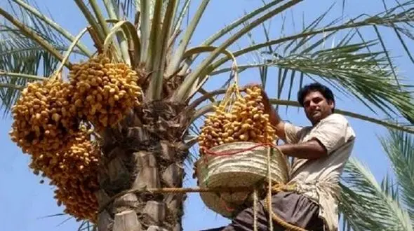 عکس/ خلاقیت خنده دار باغدار ایرانی برای دست نزدن به خرماهای درختش با نوشتن نامه تهدیدآمیز حماسه آفرید /دیگه کسی جرات نداره نزدیک بشه