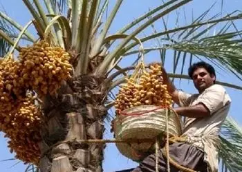 عکس/ خلاقیت خنده دار باغدار ایرانی برای دست نزدن به خرماهای درختش با نوشتن نامه تهدیدآمیز حماسه آفرید /دیگه کسی جرات نداره نزدیک بشه