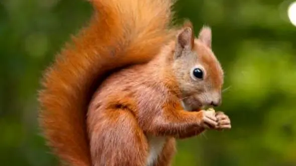 خرس قطبی رو تا به حال اینجوری ندیدید