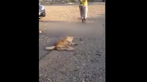 فیلم سگ آزاری دردناک در مشهد / سگ آزار را می شناسید!