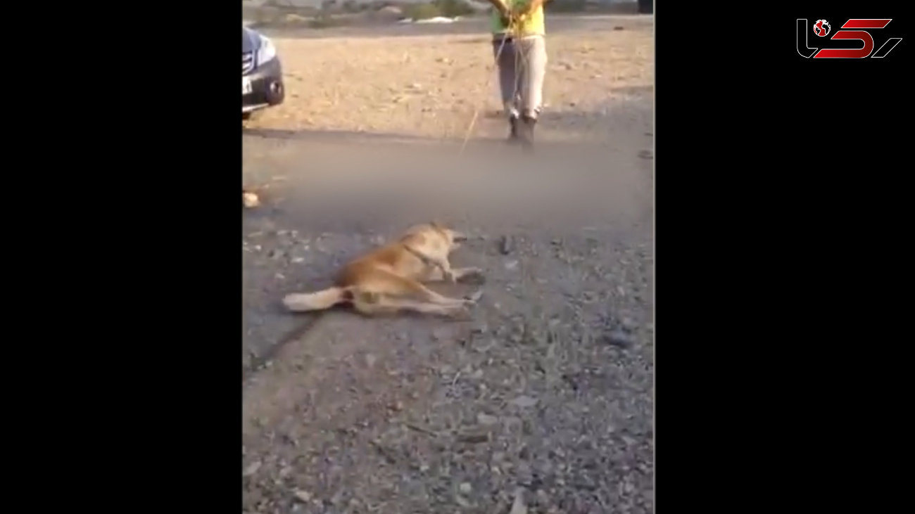 فیلم سگ آزاری دردناک در مشهد / سگ آزار را می شناسید!