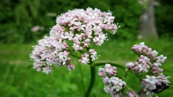 مزایای علف گربه برای سلامت و آرامش گربه‌ها