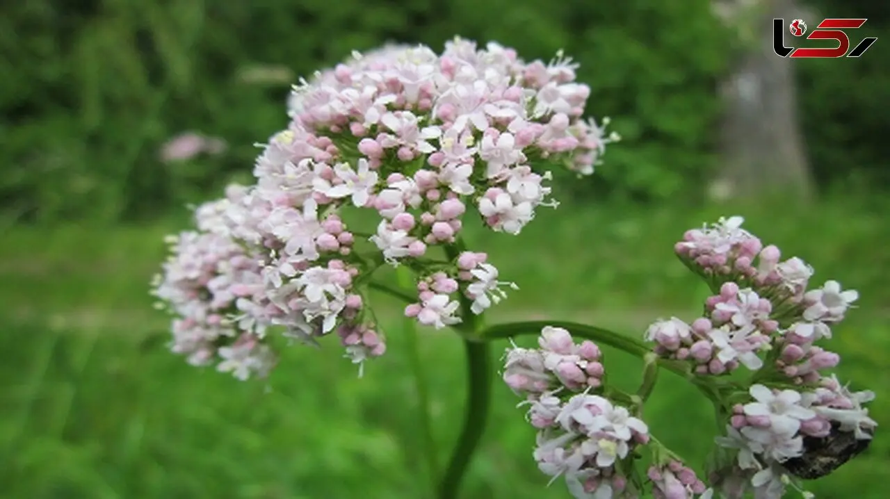 مزایای علف گربه برای سلامت و آرامش گربه‌ها